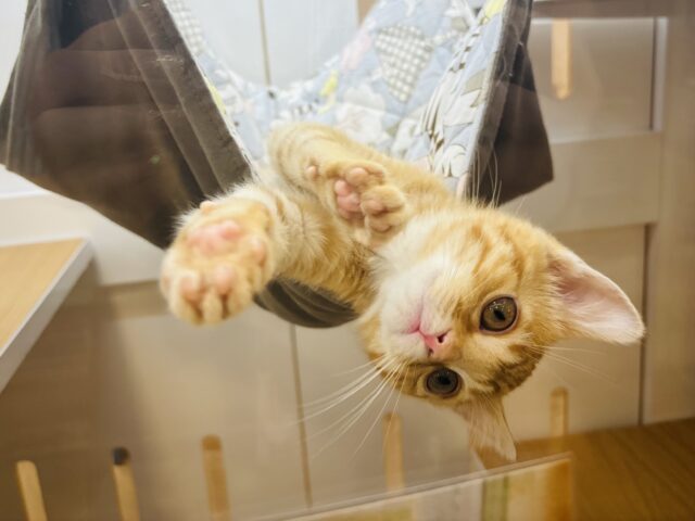 マンチカン