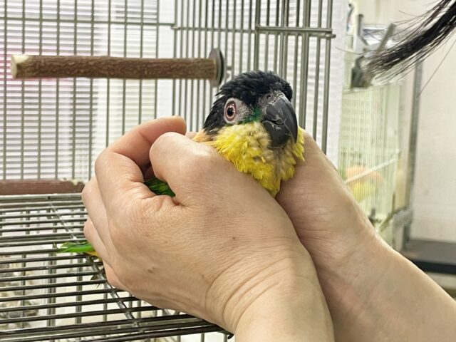 ズグロシロハラインコ