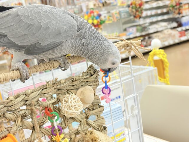 ヨウム