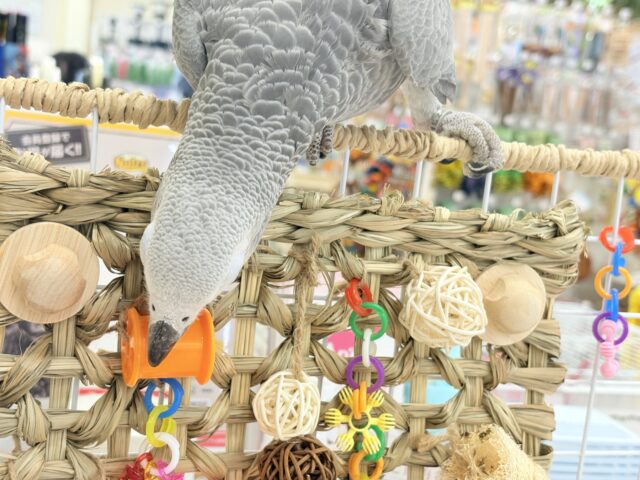 ヨウム