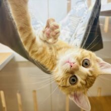超ホヤホヤ最新画像✨僕のそばにず～っといてっ！マンチカンくん！