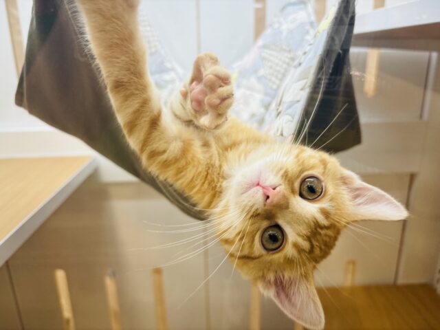 超ホヤホヤ最新画像✨僕のそばにず～っといてっ！マンチカンくん！