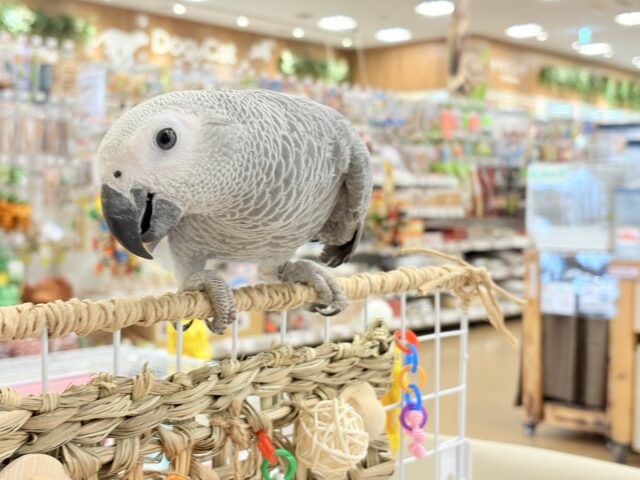 ヨウム