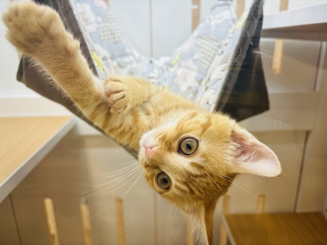 マンチカン