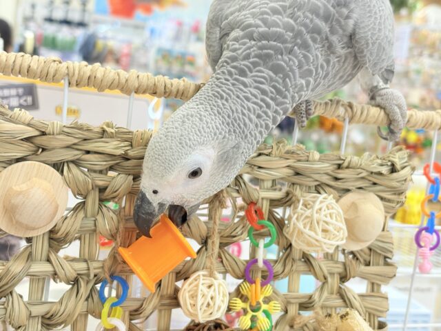 ヨウム
