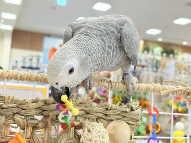 ヨウム