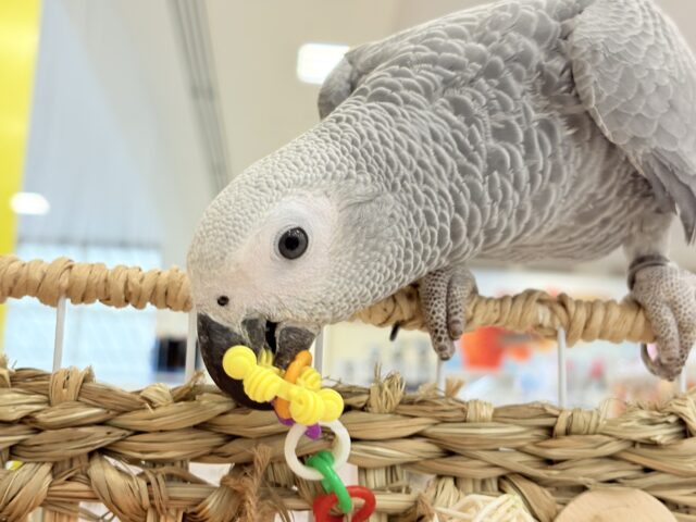 ヨウム