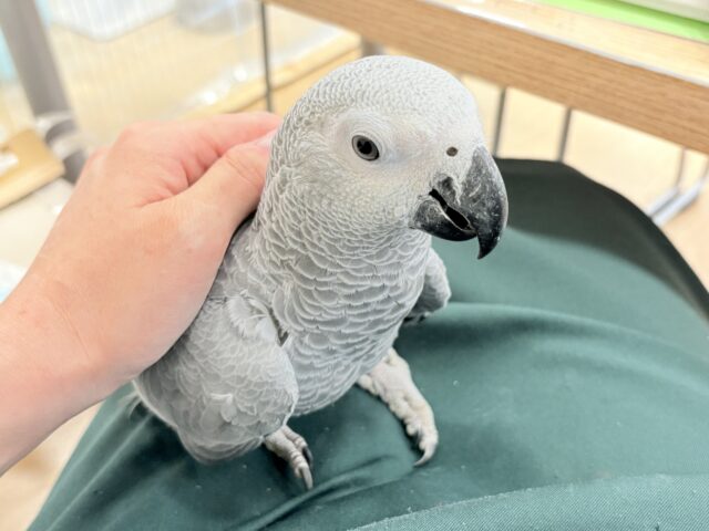 ヨウム