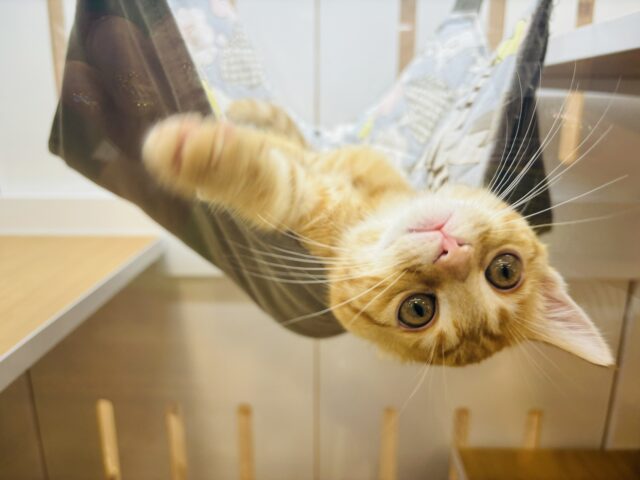マンチカン