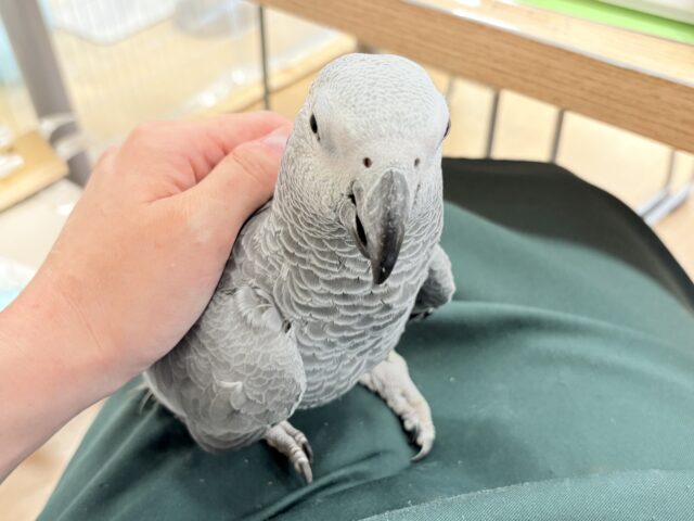 ヨウム
