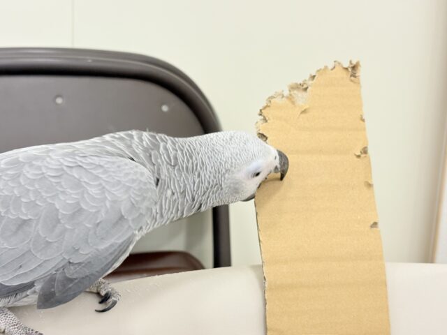 ヨウム