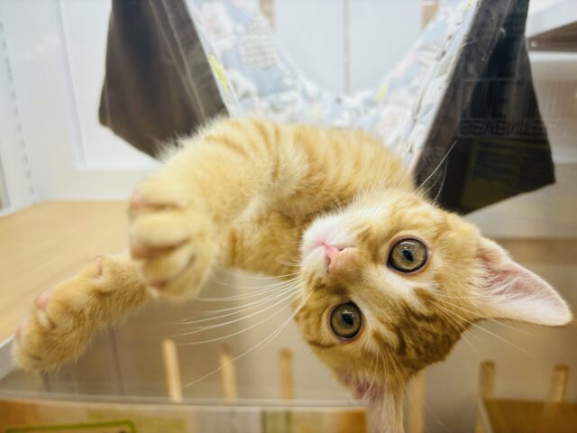 マンチカン