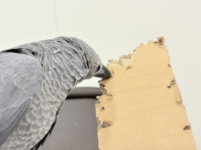 ヨウム