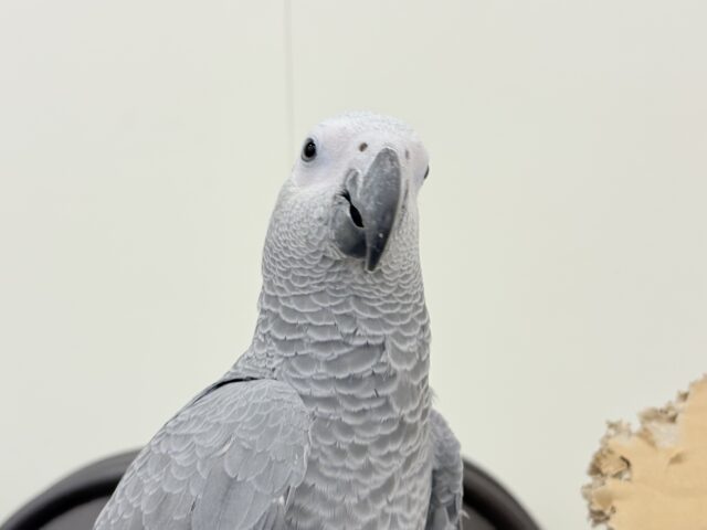 ヨウム