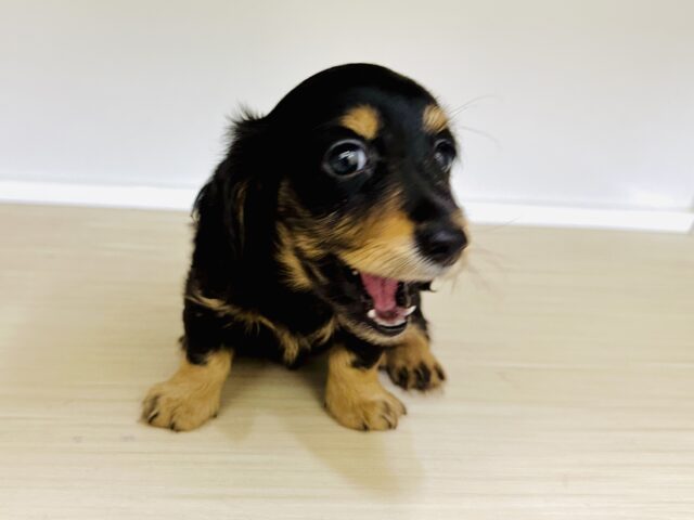 ミニチュアダックス