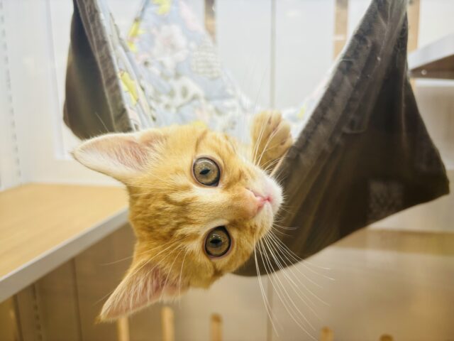 マンチカン