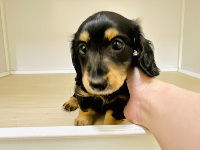 ミニチュアダックス
