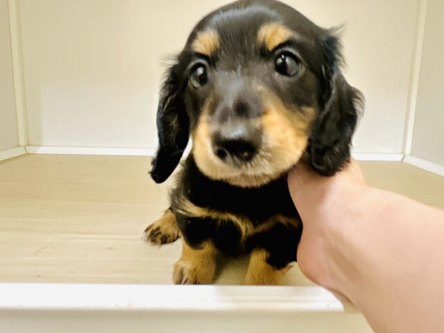 ミニチュアダックス