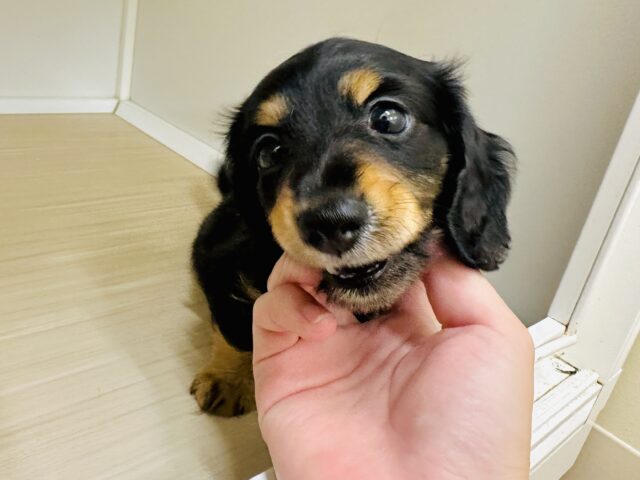 ミニチュアダックス