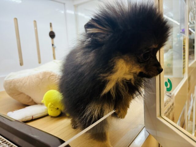 ポメラニアン