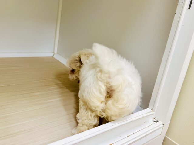 マルチーズ
