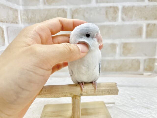 マメルリハ