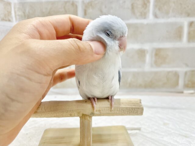 マメルリハ