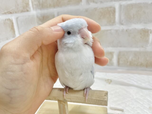 マメルリハ