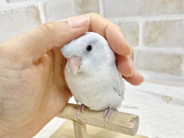 マメルリハ