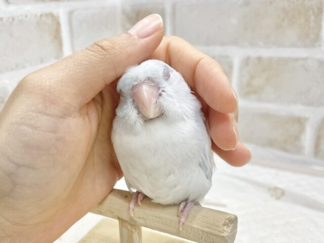 マメルリハ