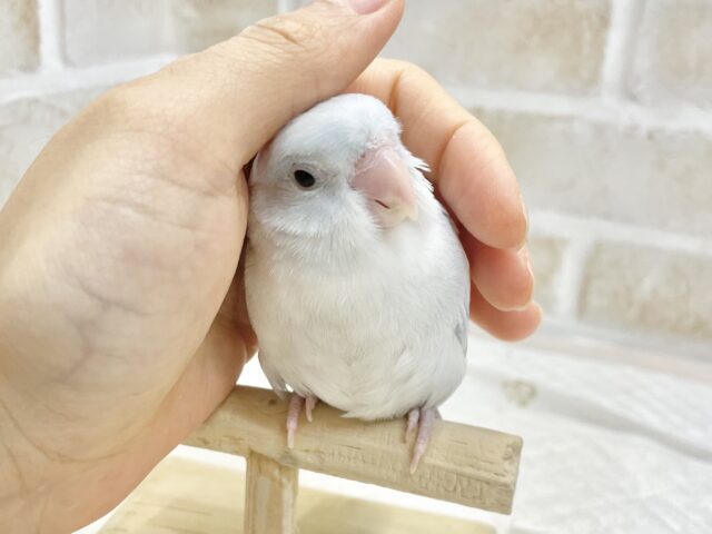 マメルリハ