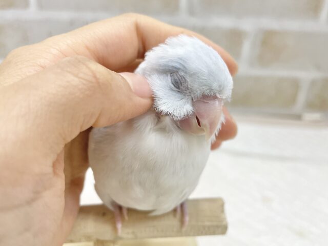 マメルリハ