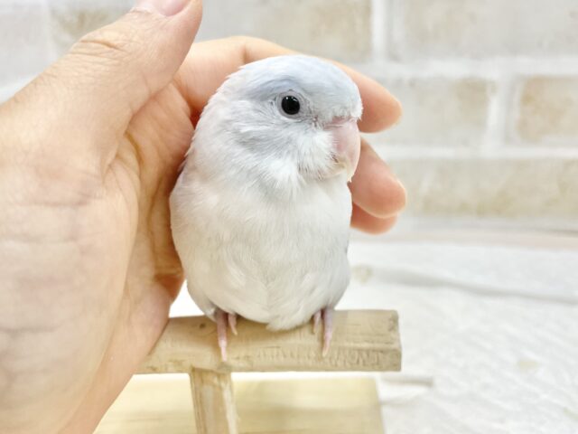 マメルリハ