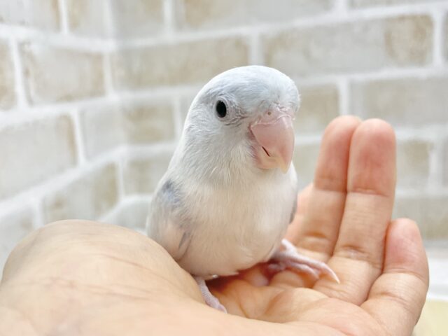 マメルリハ