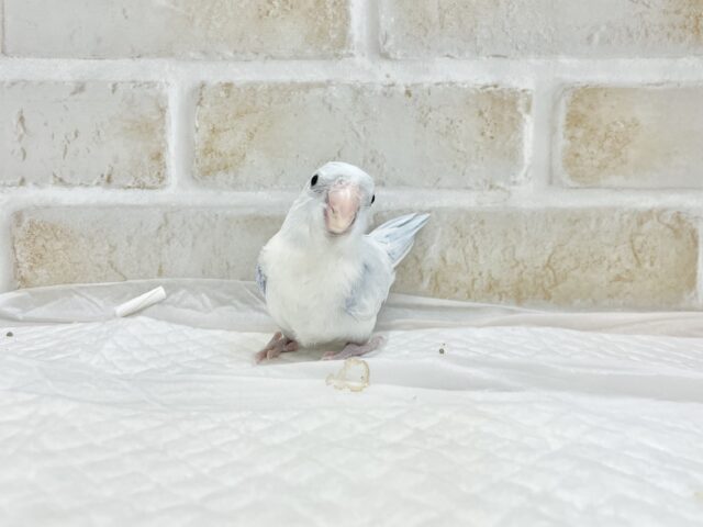 マメルリハ