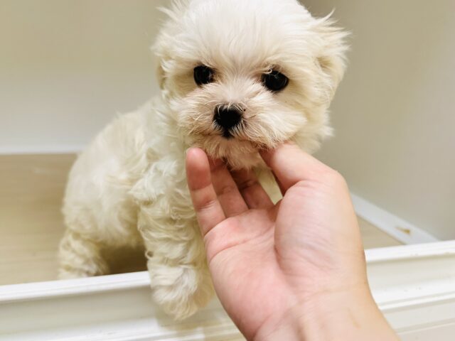 マルチーズ
