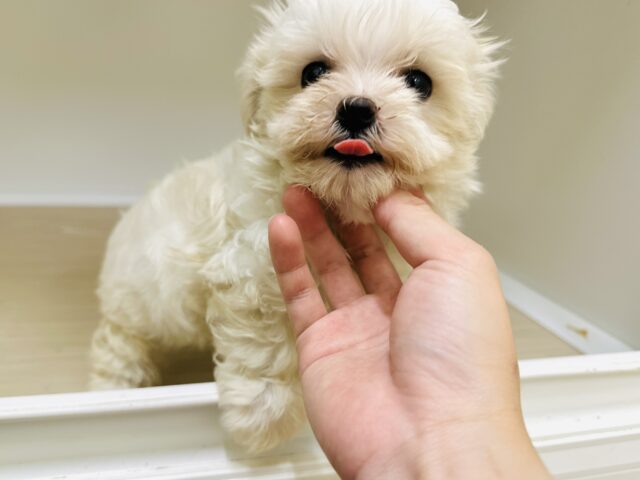 マルチーズ
