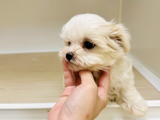 マルチーズ