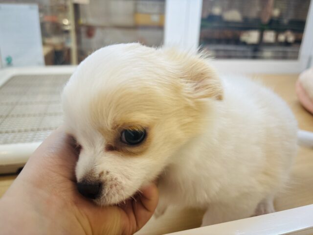 チワワ