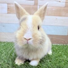 もふもふ♪ふわふわ♪なキューティーボーイ💕ネザーランドドワーフのトーティ❣️