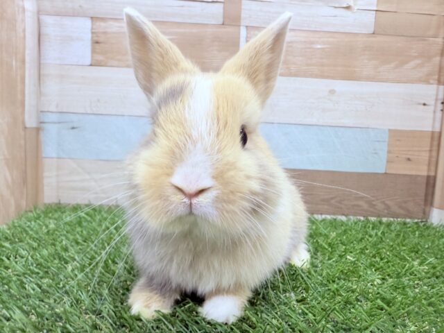 もふもふ♪ふわふわ♪なキューティーボーイ💕ネザーランドドワーフのトーティ❣️