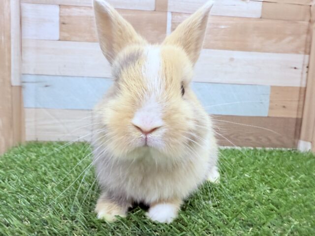 ネザーランドドワーフ