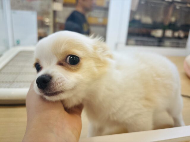 チワワ