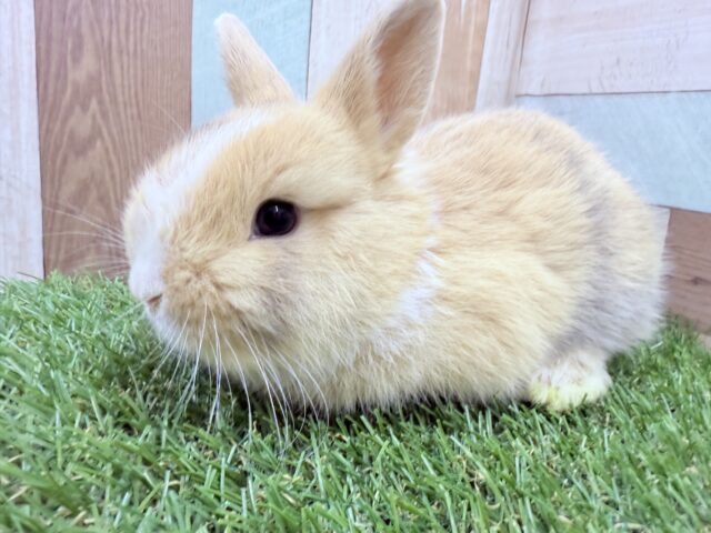 ネザーランドドワーフ
