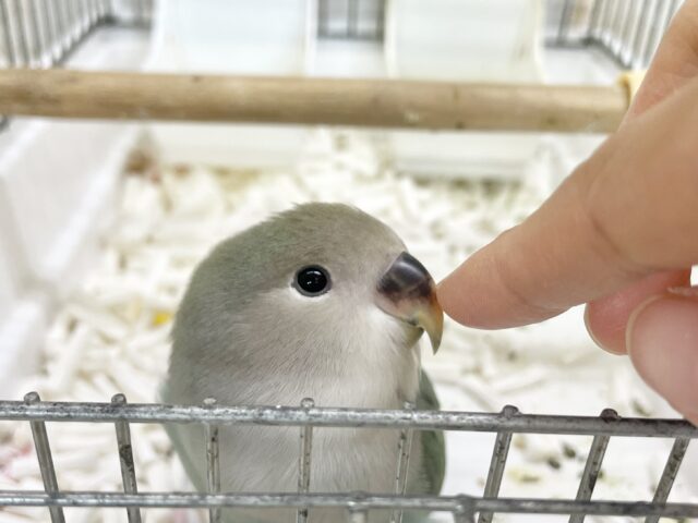 コザクラインコ（小桜インコ）