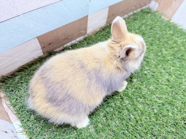 ネザーランドドワーフ