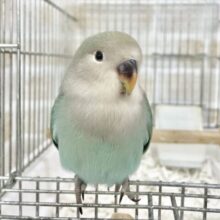 最新画像あり⭐️輝くブルー💎✨コザクラインコ（ブルー）