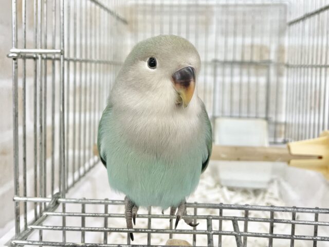 最新画像あり⭐️輝くブルー💎✨コザクラインコ（ブルー）