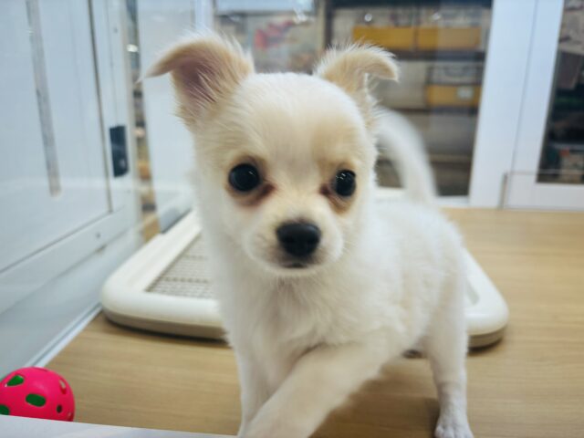 チワワ