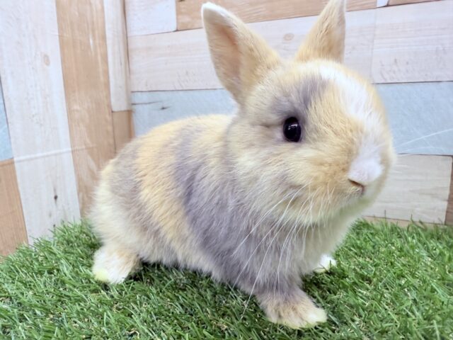 ネザーランドドワーフ